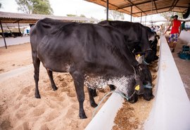 Maior exposição da pecuária de leite de Alagoas acontece de 10 a 14 de setembro em Batalha
