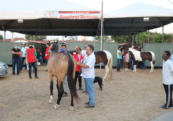 Shopping Raça Mangalarga Marchador é atração de destaque na Expoagro