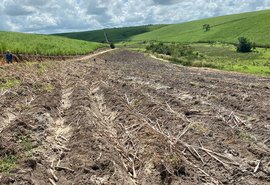 Setor canavieiro aposta em safra da cana com maior produtividade
