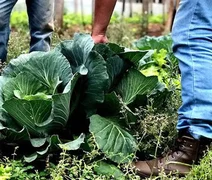 Lula sanciona lei sobre uso de bioinsumos na agropecuária