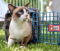 Feira de Adoção da prefeitura leva animais para Rua Aberta neste domingo (14)