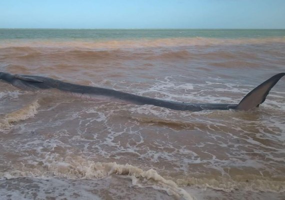 Baleia é encontrada encalhada na praia do Carro Quebrado