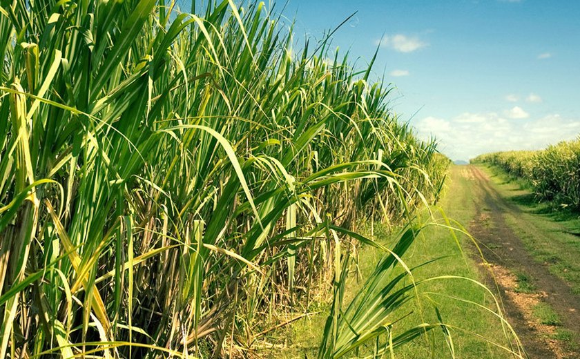 Produção acumulada de açúcar ultrapassa 653 mil toneladas
