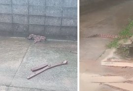 Jiboia de mais de dois metros é capturada em área residencial no Santos Dumont