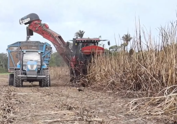 AL Rural viraliza nas redes com reportagem sobre colheita de cana