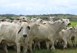 Dia de Campo RB Agropecuária acontece neste sábado (9) em São Sebastião