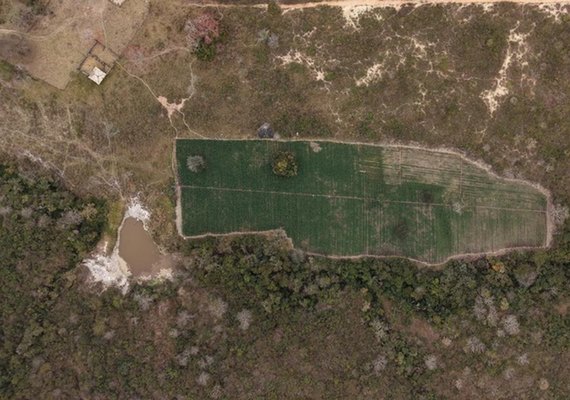 Plantação com 40 mil pés de maconha é alvo de operação da PF