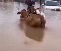 Cachorros se agarram a vaca durante inundação e cena emociona