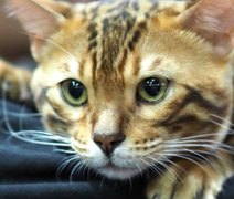 Simba, Nala e mais: ideias de nomes para gatos fãs da Disney