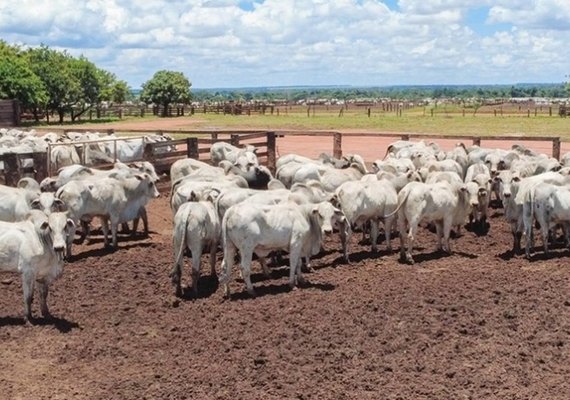 Governo adota novas regras para exportação de carnes à União Europeia