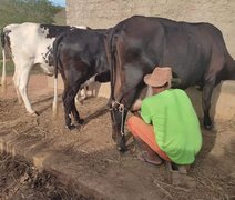 Em visita técnica, CPLA realiza teste CMT em vacas