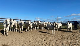 Com garantia de qualidade CPMF, Nelore Positivo prepara produtos vantajosos para o mercado pecuário