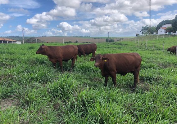 Fazenda Mangabeira disponibiliza lotes de Santa Gertrudis com prenhez positiva