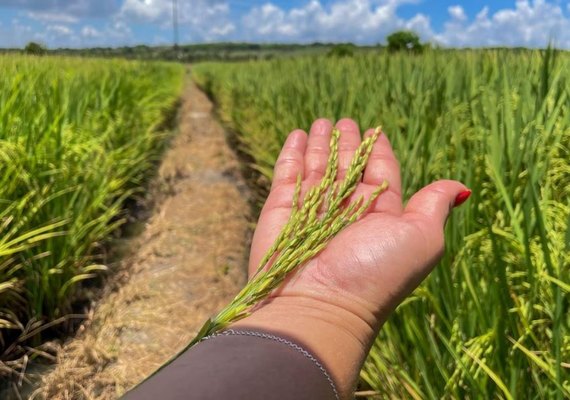 Alagoas Mais Arroz apresenta resultado positivo em novas variedades implantadas no Baixo São Francisco