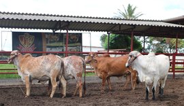 Serviço de pós-venda é diferencial  no Leilão Genética de Berço