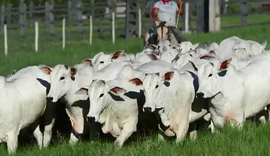 Irmãos Barros Correia disponibilizam tourama nelore excepcional