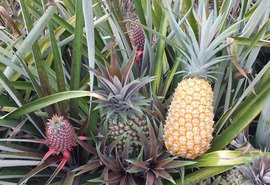 Embrapa desenvolve novas variedades de abacaxi resistentes à fusariose
