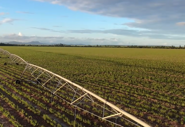 Vídeo do AL Rural sobre pivô de irrigação na Usina Porto Rico viraliza na web