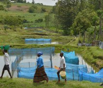 Estudo identifica avanço de bactéria em peixes de criação no Brasil