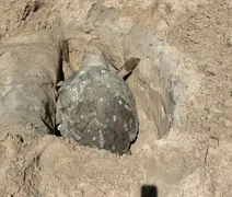 Tartaruga-cabeçuda é encontrada morta na Praia de Ponta Verde