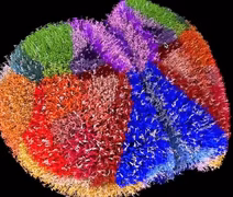 Supercomputador japonês cria mapa cerebral com 10 milhões de neurônios