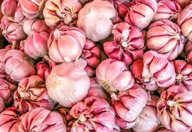 Alho estrangeiro ameaça produção nacional e preocupa setor