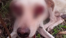 Cachorro teve olhos arrancados em Major Izidoro