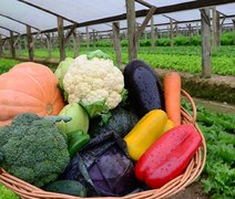 El Niño muda cenário da horticultura brasileira em 2026