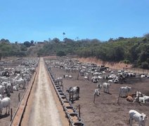 Cooperativa Pindorama expande primeiro Boitel do Nordeste e fortalece pecuária em AL