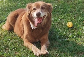 Sepultamento de cães e gatos em jazigos familiares é aprovado em São Paulo