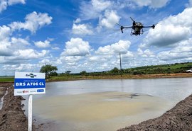Alagoas Mais Arroz: Colheita em Igreja Nova marca avanço tecnológico no Baixo São Francisco