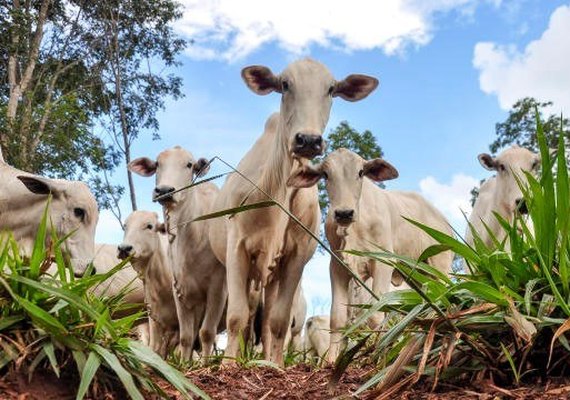 Mais de 98% do rebanho foi imunizado contra aftosa