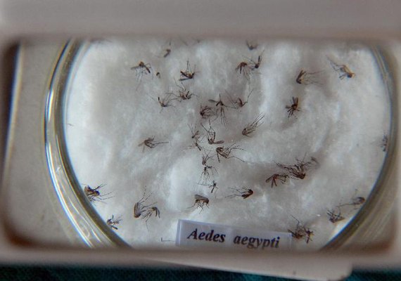 Vacina contra chikungunya já passa por testes em humanos