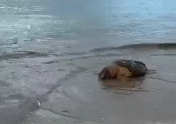 Tartaruga-cabeçuda é encontrada morta na orla de Maceió