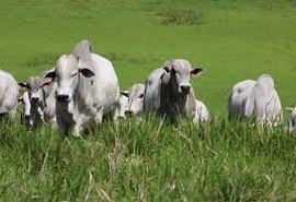 Varrela apresenta nelore de equilíbrio