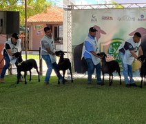 Santa Inês inicia atividades na Expoagro com 600 animais em pista