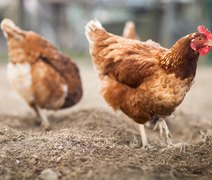 Ministério da Agricultura confirma primeiro foco de influenza em ave de produção caseira