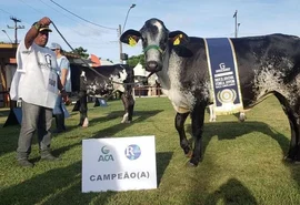 Expoagro 2024 tem programação de julgamentos  para sete raças