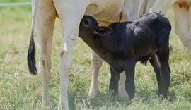 Pesquisa revela que bico artificial melhora bem-estar de bezerros