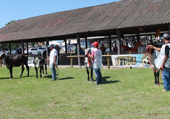 Gado leiteiro promete movimentar Expoalagoas Genética 2019