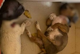 Homem mata cruelmente dois filhotes de cachorro após discussão com dona dos animais