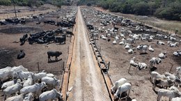 'Boitel': Conheça iniciativa pioneira em Coruripe que incentiva a pecuária em AL