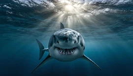 Fósseis reencontrados confirmam que megalodon podia atingir mais de 24 metros