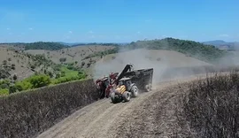 Usina em AL importa máquinas da Índia para enfrentar falta de mão de obra