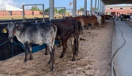 Expoagro-AL promete movimentar R$ 40 milhões e  reforçar  Alagoas como centro de negócios do agro