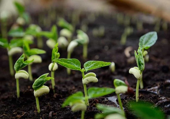 Fase de Implantação das lavouras de feijão no Nordeste se aproximam do fim