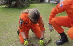 Bombeiros de Alagoas realizaram a captura segura do animal