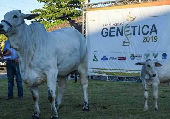 Expoalagoas Genética quer contribuir para a evolução do rebanho de AL