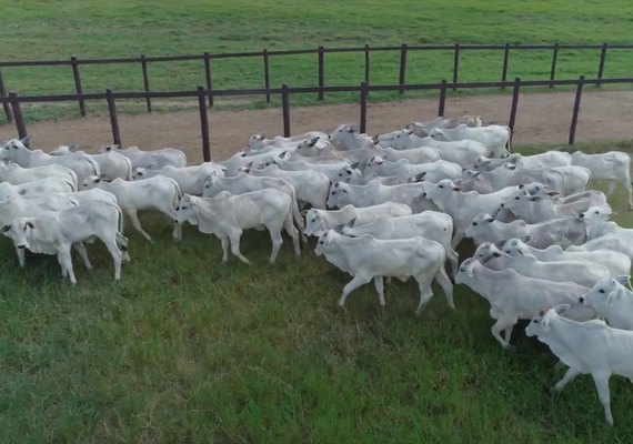 18º edição do leilão da Agro CPMF traz tradicionais lotes da Bezerrada Positiva