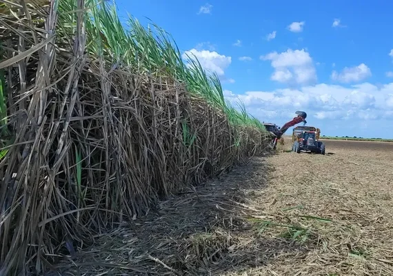 Crise da cana em AL: prejuízo dos fornecedores passa de R$ 330 milhões